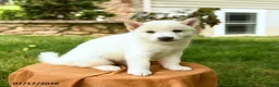 Shiba Inu dogs for sale: Chase - Ad 2
