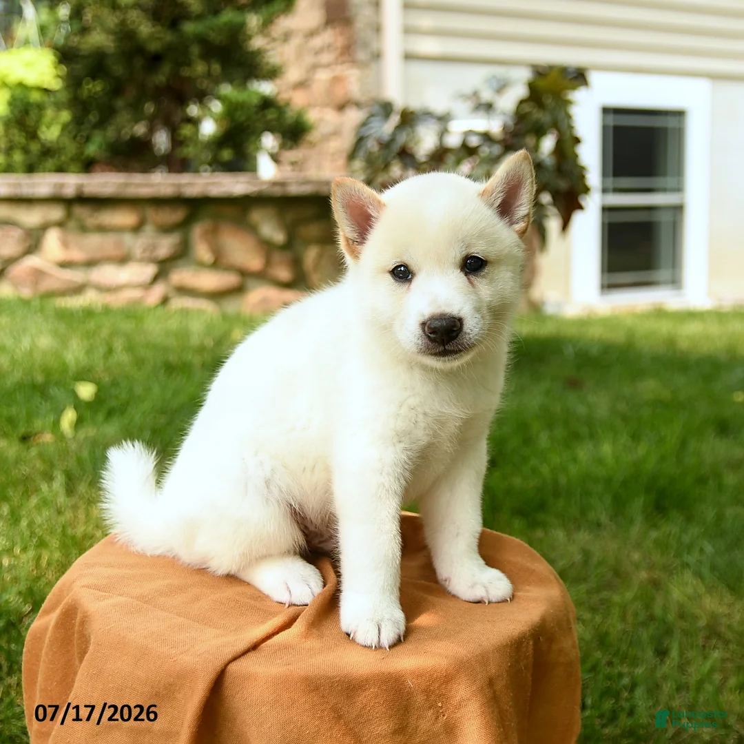 Shiba Inu dogs for sale: Chase - Ad 2