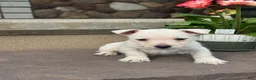 West Highland Terrier dogs for sale: Wesley  - Ad 3