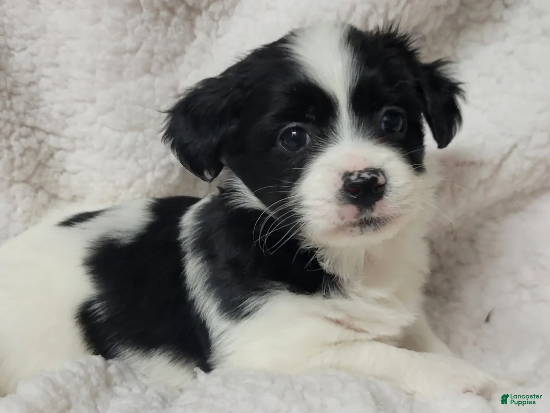 Havanese dogs for sale: Havanese 3 Spark - Ad 3