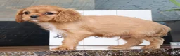 Cavalier King Charles Spaniel dogs for sale: Preston - Ad 5