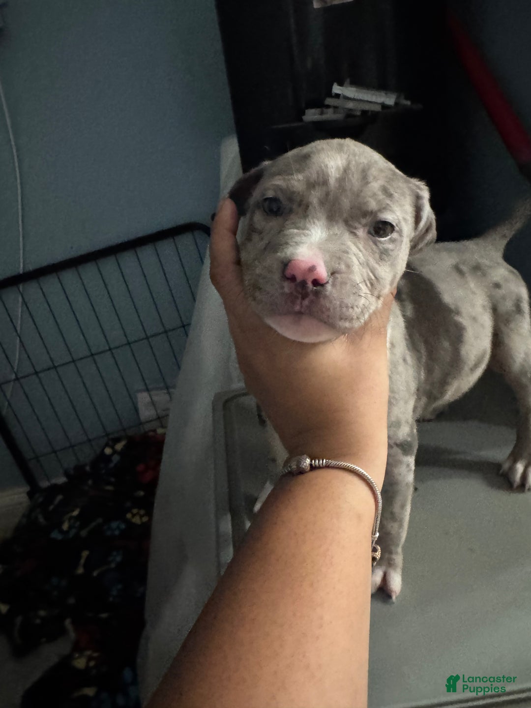 American Bully dogs for sale: American Bully Puppy 1 - Ad 2