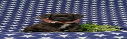 Jackapoo dogs for sale: Sergio - Ad 3