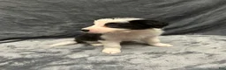 Border Collie dogs for sale: Maverick - Ad 6