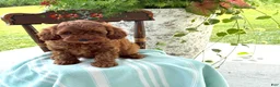 Miniature Poodle dogs for sale: Toffee - Ad 14
