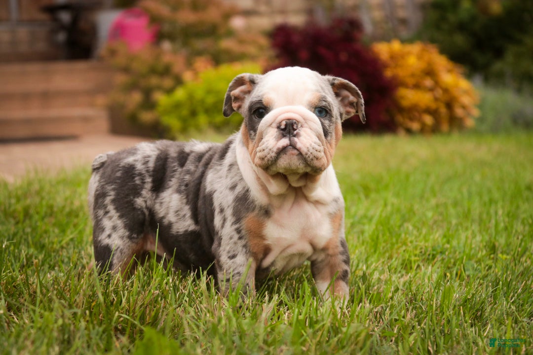 Bulldog