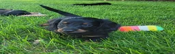 Miniature Dachshund dogs for sale: Vander - Ad 7