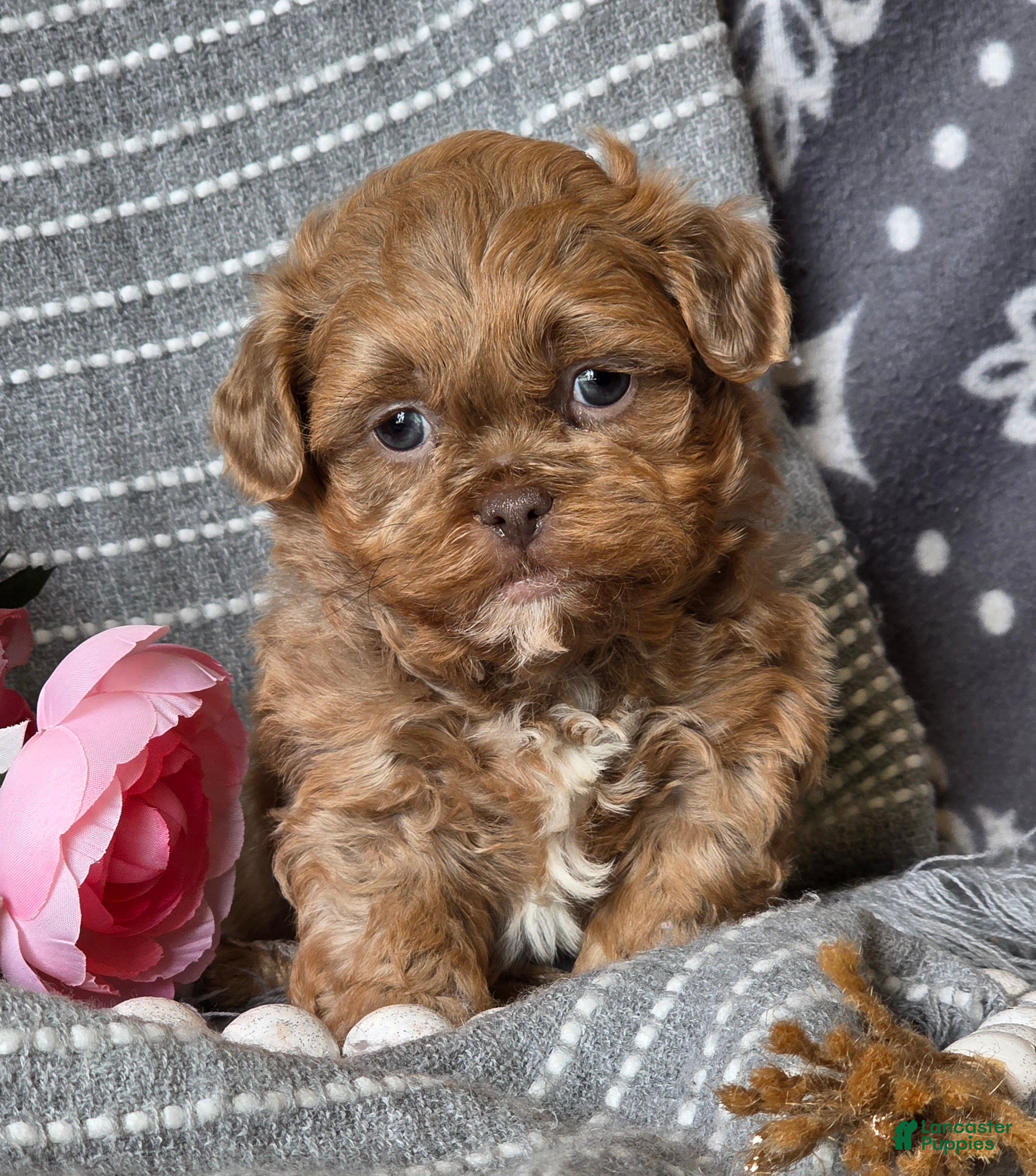 Shihpoo dogs for sale: Benny - Ad 2