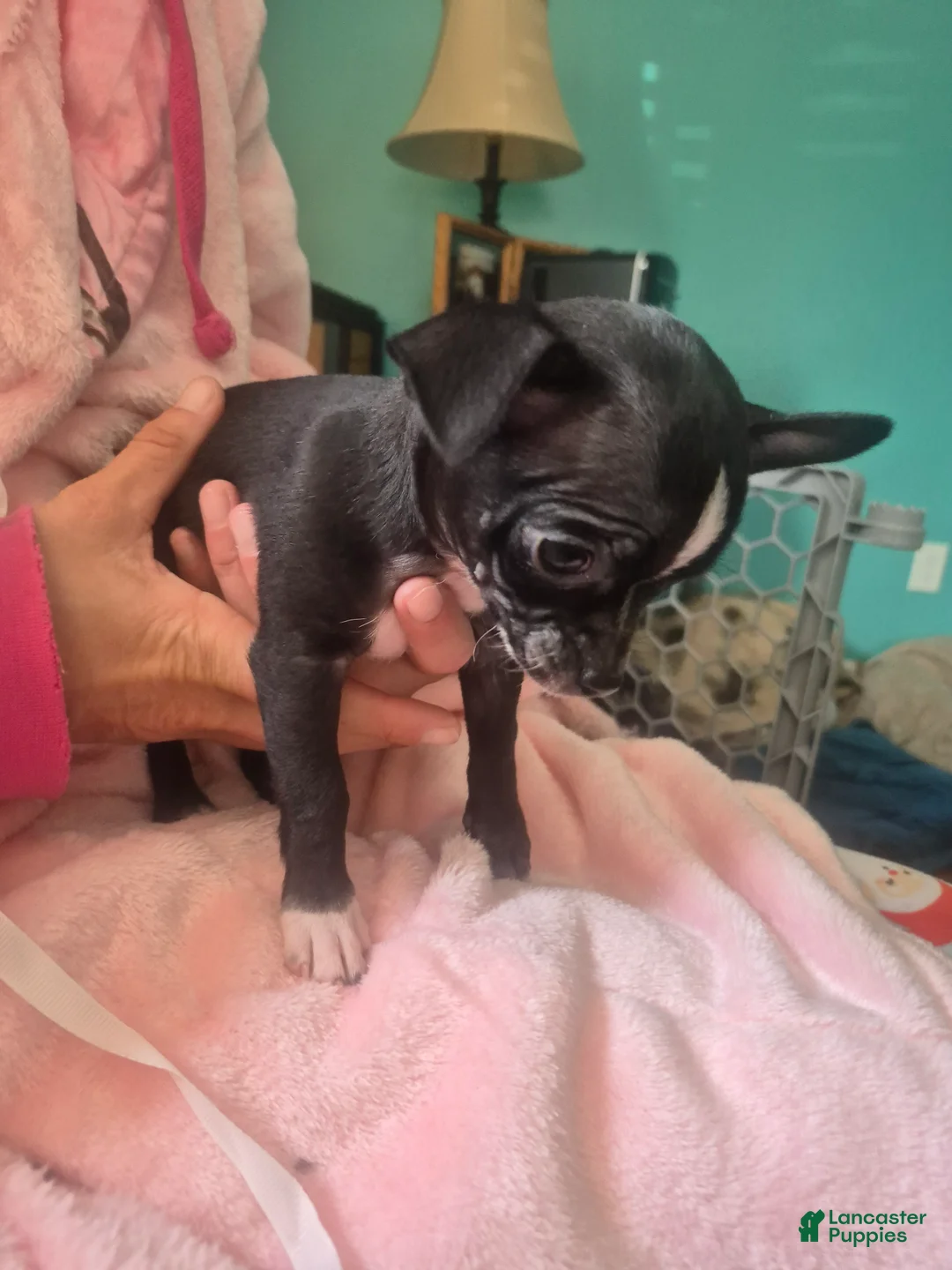 Chihuahua dogs for sale: Chihuahua Puppy 5 - Ad 2