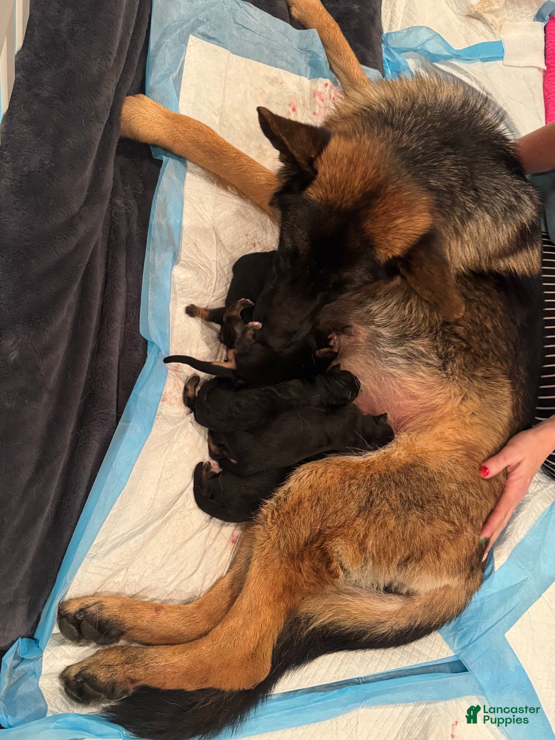 German Shepherd dogs for sale: German Shepherd Puppy 6 - Ad 1