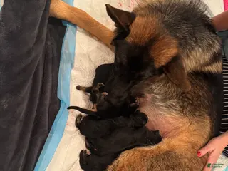 German Shepherd dogs German Shepherd Puppy 6 - Ad 7