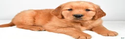 Golden Retriever dogs for sale: Ryder - Ad 8