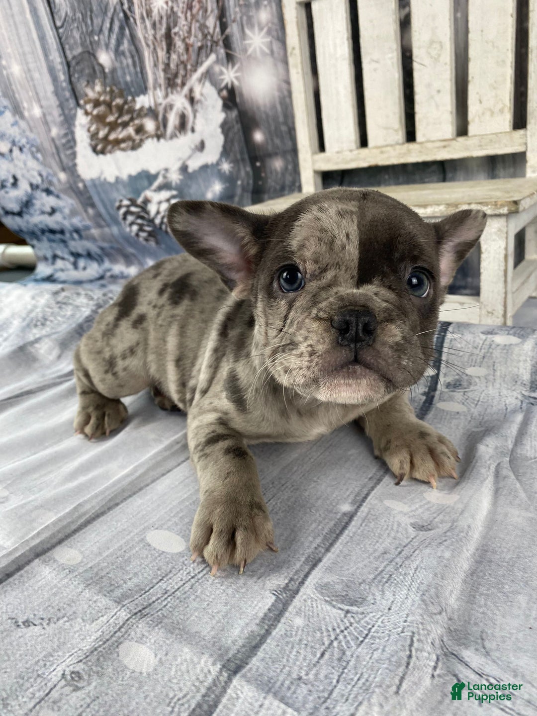 Mixed Breed dogs for sale: Betty - Ad 7