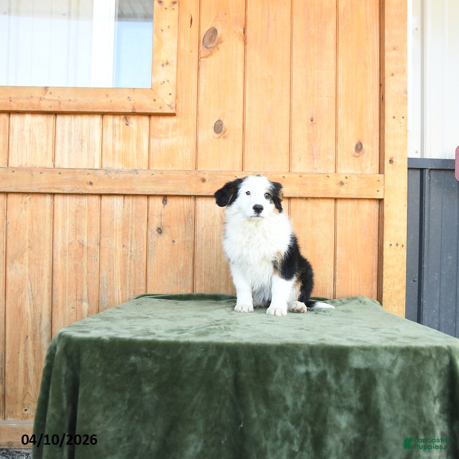 Australian Shepherd dogs Alisa  - Ad 2