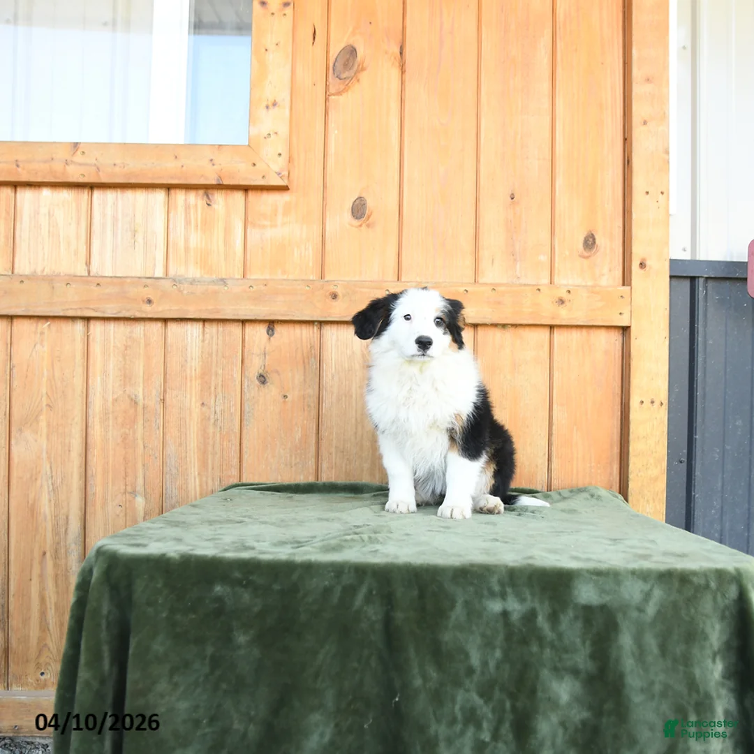 Australian Shepherd dogs for sale: Alisa  - Ad 2