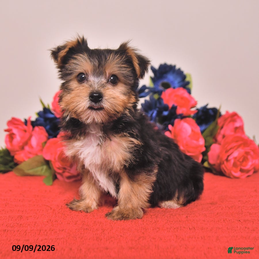 Yorkshire Terrier dogs Hank - Ad 2