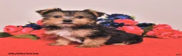 Yorkshire Terrier dogs for sale: Hank - Ad 2