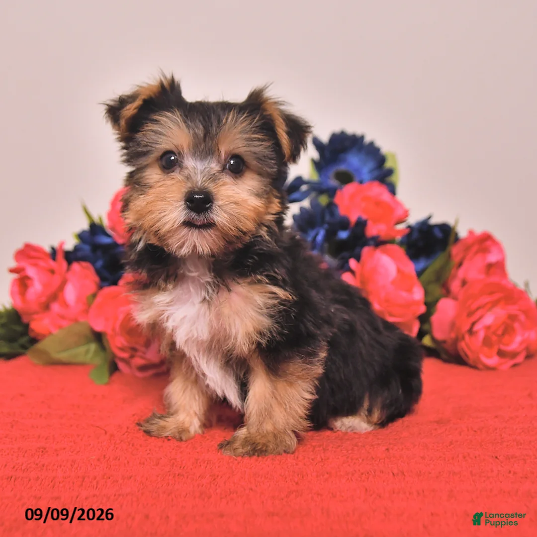 Yorkshire Terrier dogs for sale: Hank - Ad 2