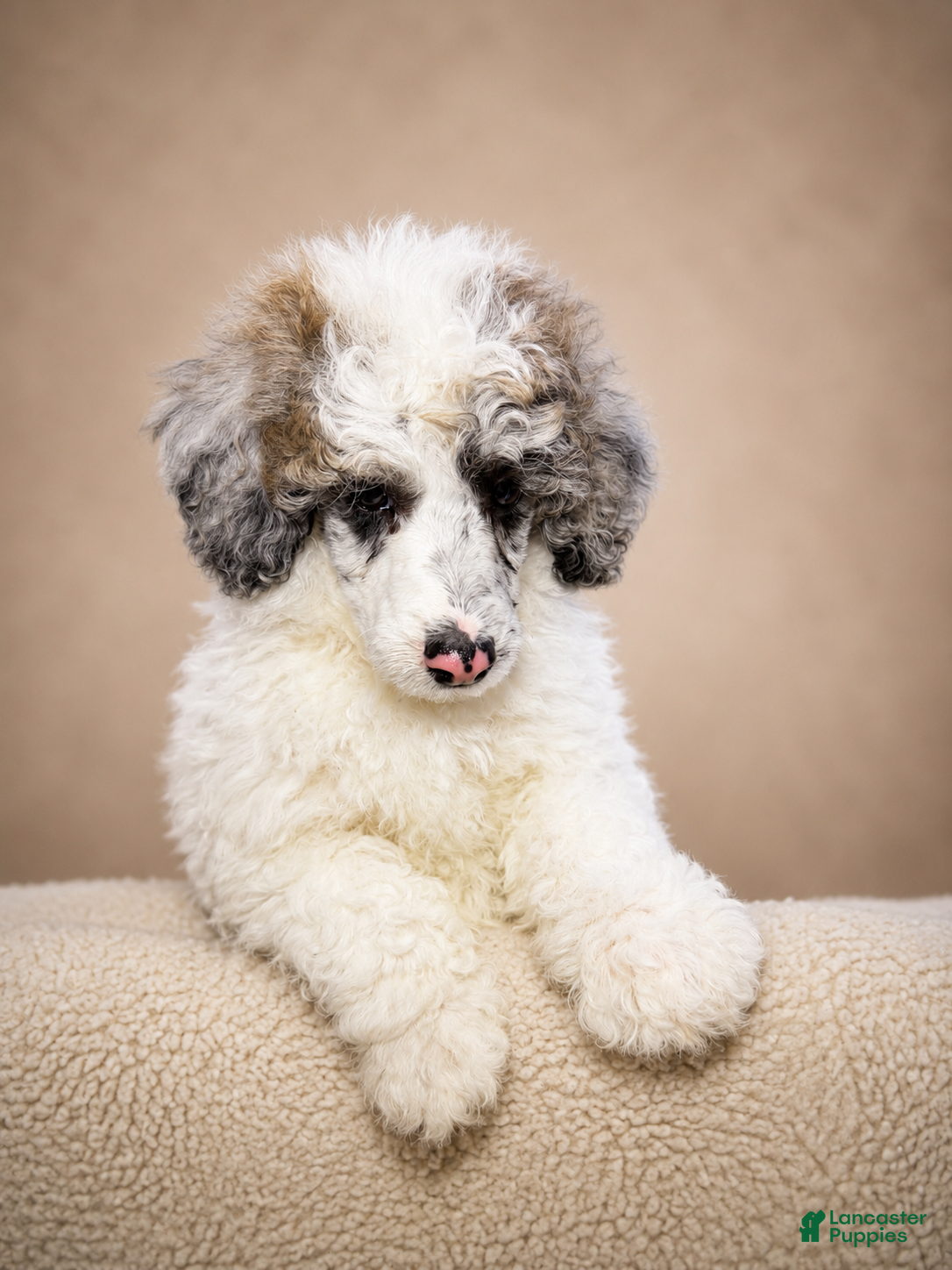 Miniature Poodle dogs Mini Poodle Orange - Ad 2