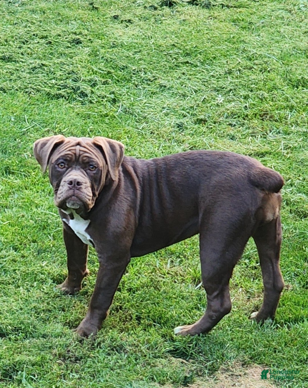 Olde English Bulldogge dogs Olde English Bulldogge 2 - Ad 1