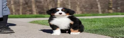Bernese Mountain Dog dogs for sale: Zeke - Ad 9