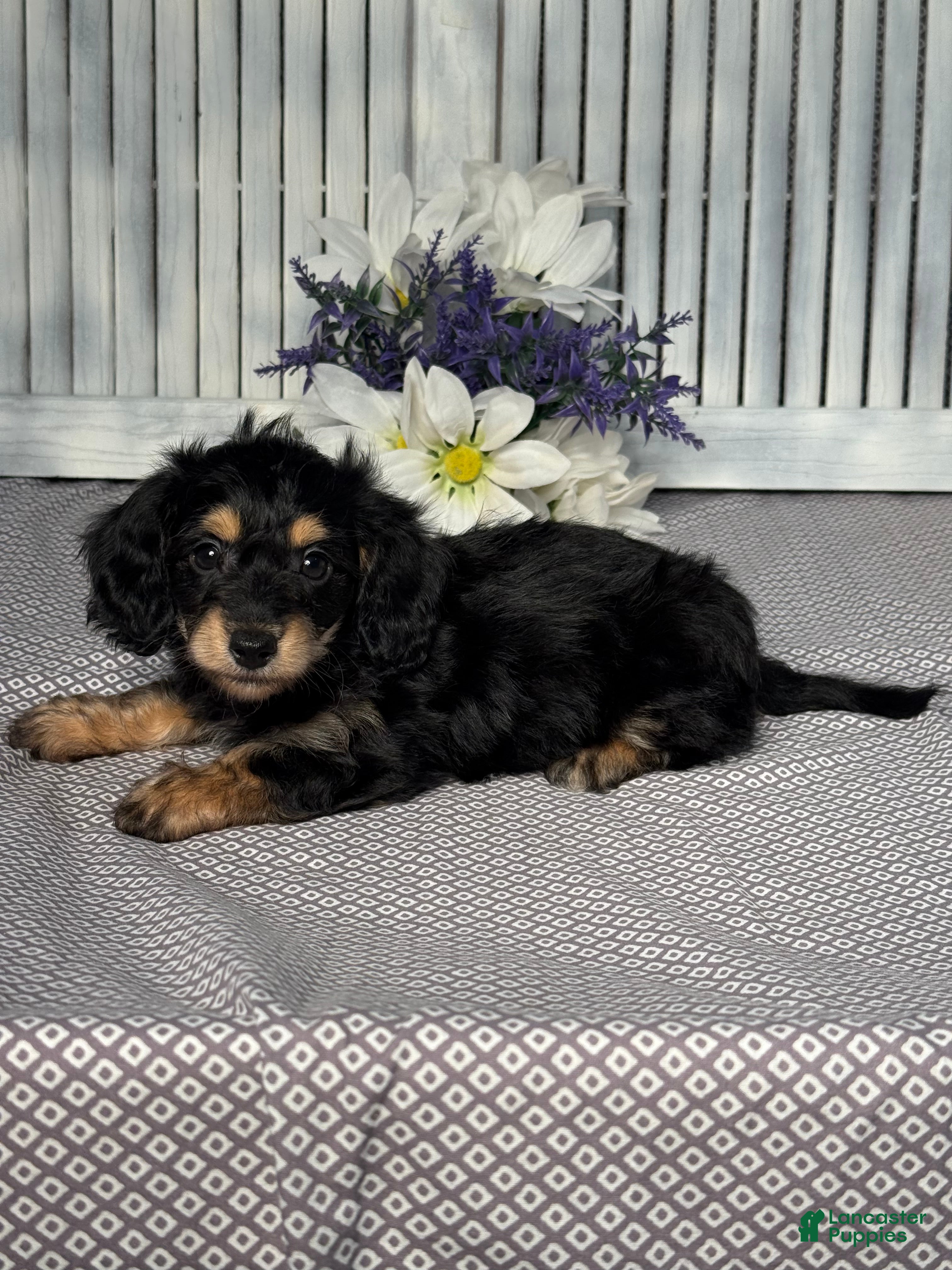 Mixed Breed dogs for sale: Lilly - Ad 5