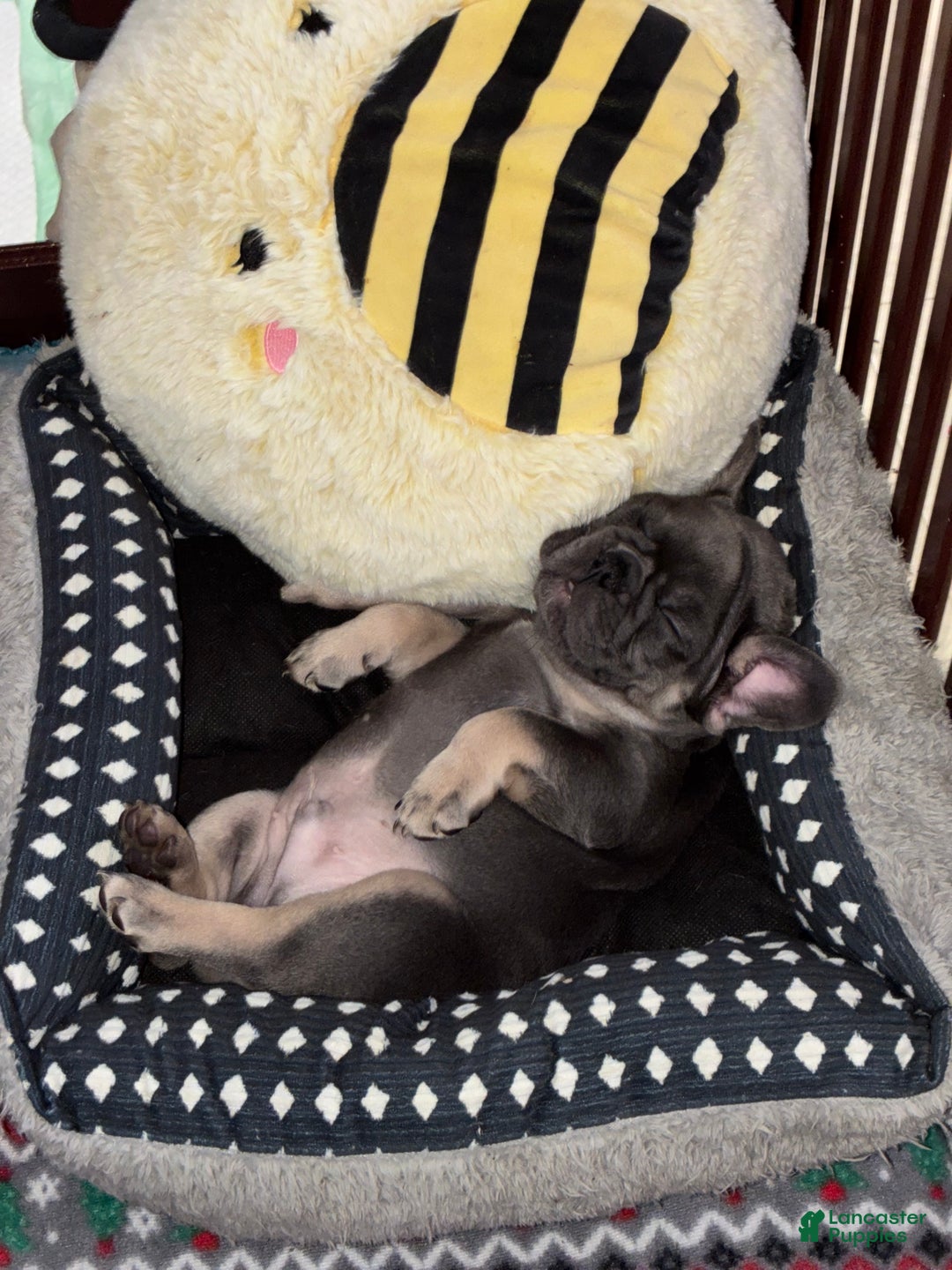 French Bulldog dogs for sale: Bruno  - Ad 3