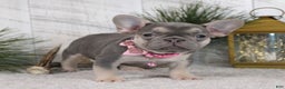 French Bulldog dogs for sale: Abby - Ad 4