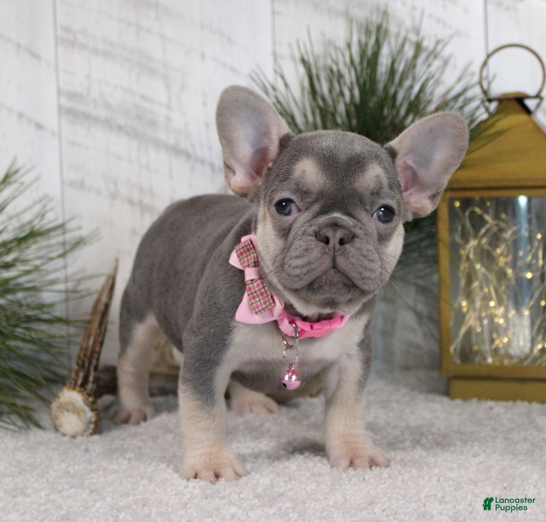 French Bulldog dogs for sale: Abby - Ad 4