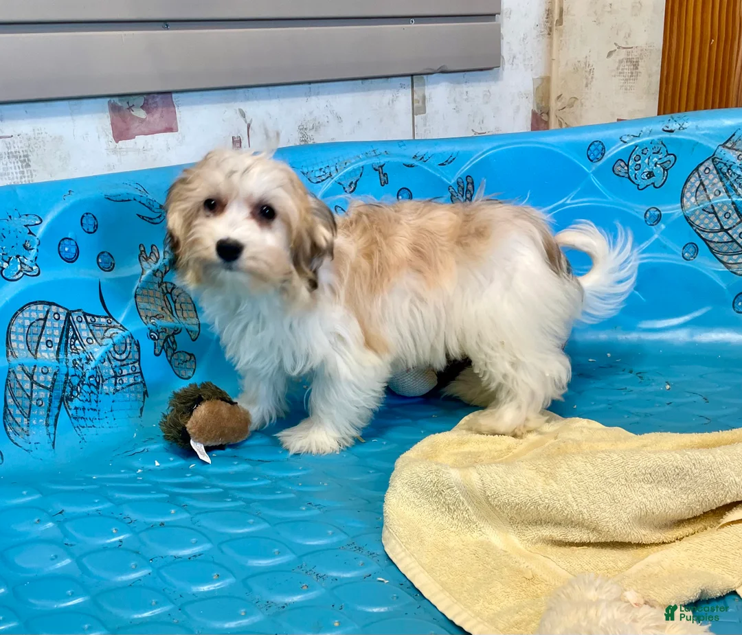 Mixed Breed dogs for sale: Shirley - Ad 3