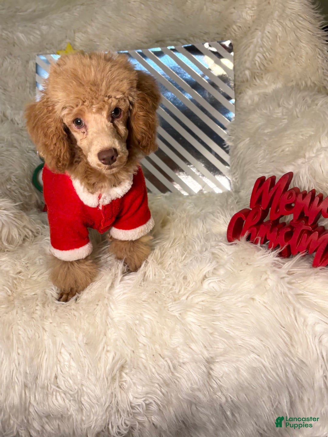 Toy Poodle dogs for sale: Yogi - Ad 4