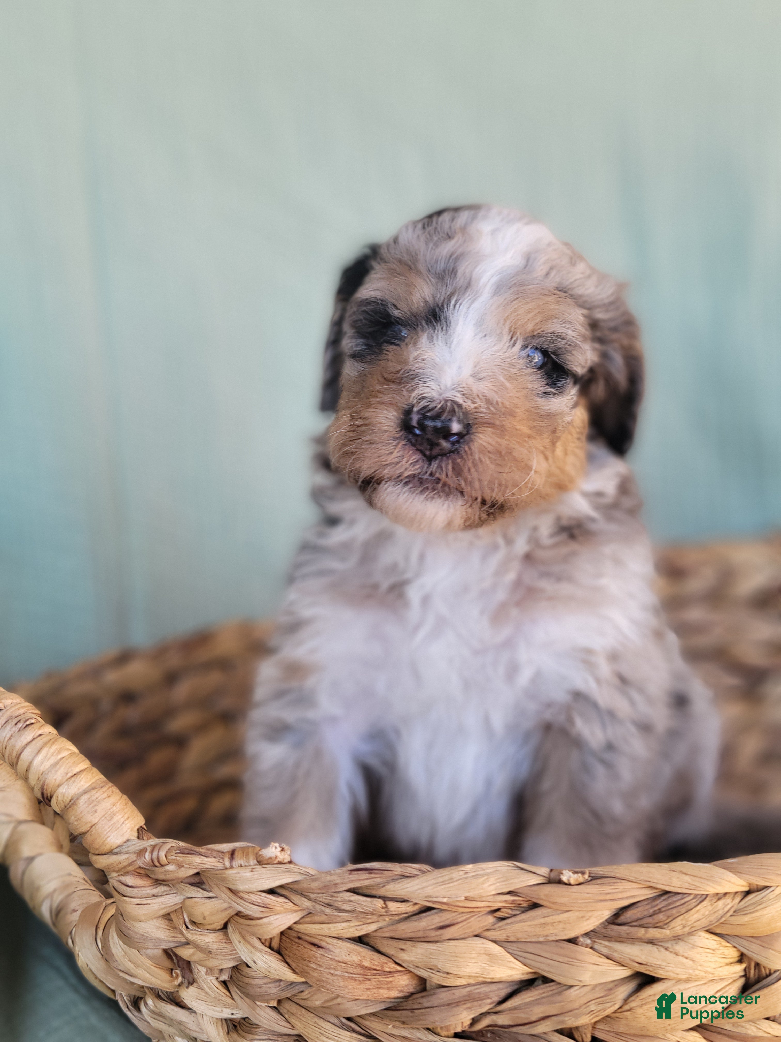 Aussiedoodle dogs for sale: Aussiedoodle Pascal - Ad 11