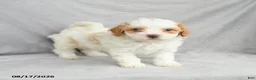 Bichpoo dogs for sale: Ziggy - Ad 8