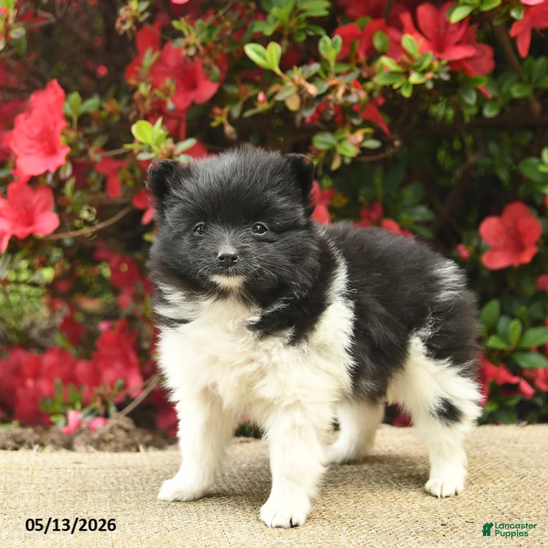 Pomeranian dogs for sale: Buttercup  - Ad 1