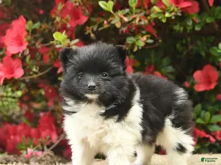 Pomeranian dogs for sale: Buttercup - Ad 2