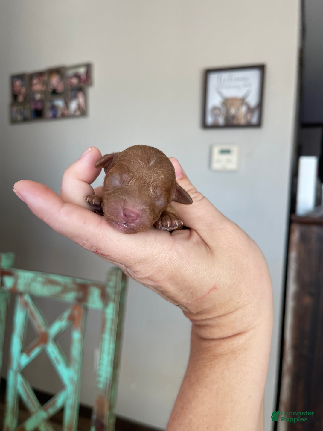 Toy Poodle dogs for sale: Akc Bred color Red Boy 2 - Ad 1