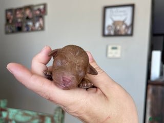 Toy Poodle dogs Akc Bred color Red Boy 2 - Ad 2
