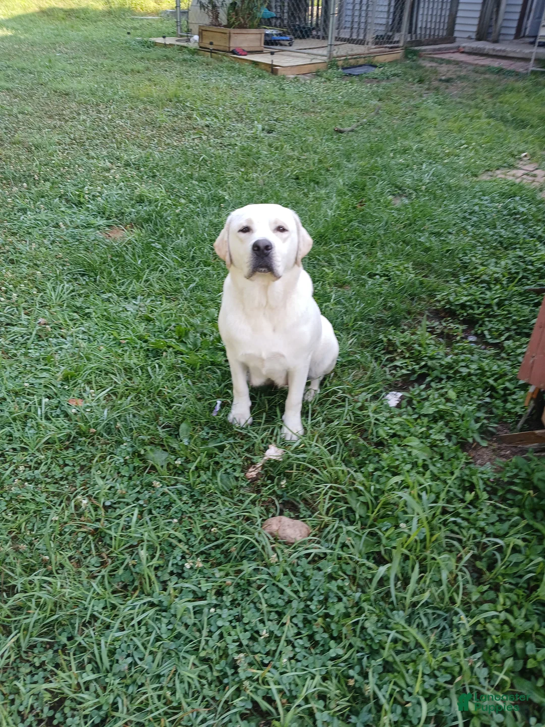Labrador Retriever dogs for sale: Gunner - Ad 4