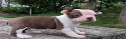 Boston Terrier dogs for sale: Polly - Ad 2