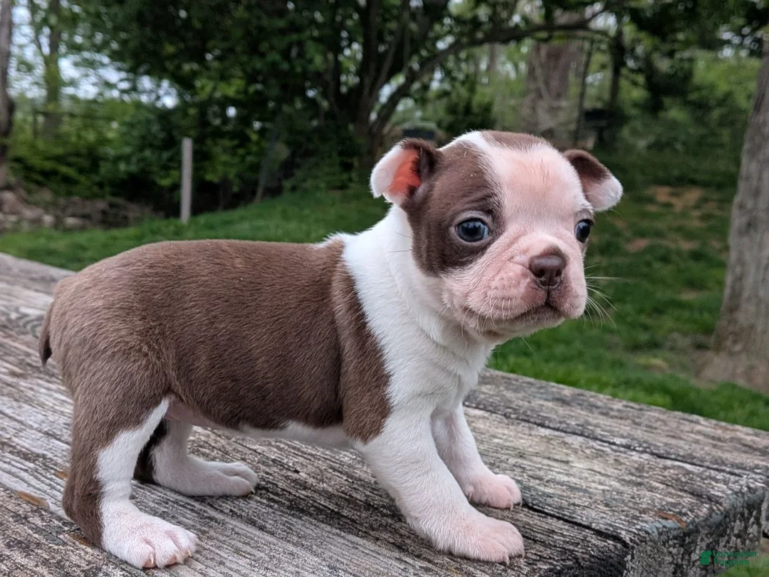 Boston Terrier dogs for sale: Polly - Ad 2
