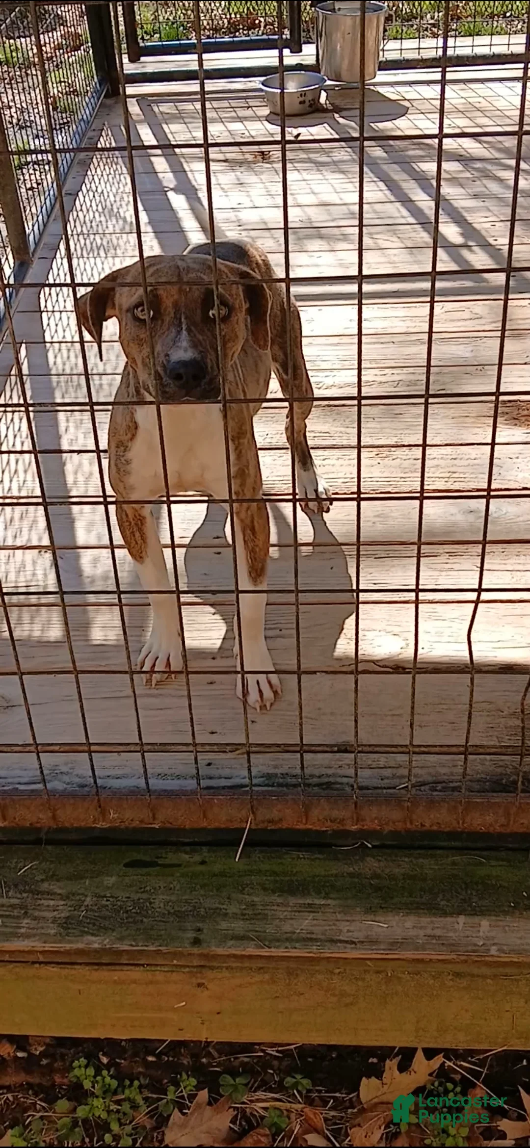 American Pit Bull Terrier dogs for sale: American Pit Bull Terrier Puppy 1 - Ad 1