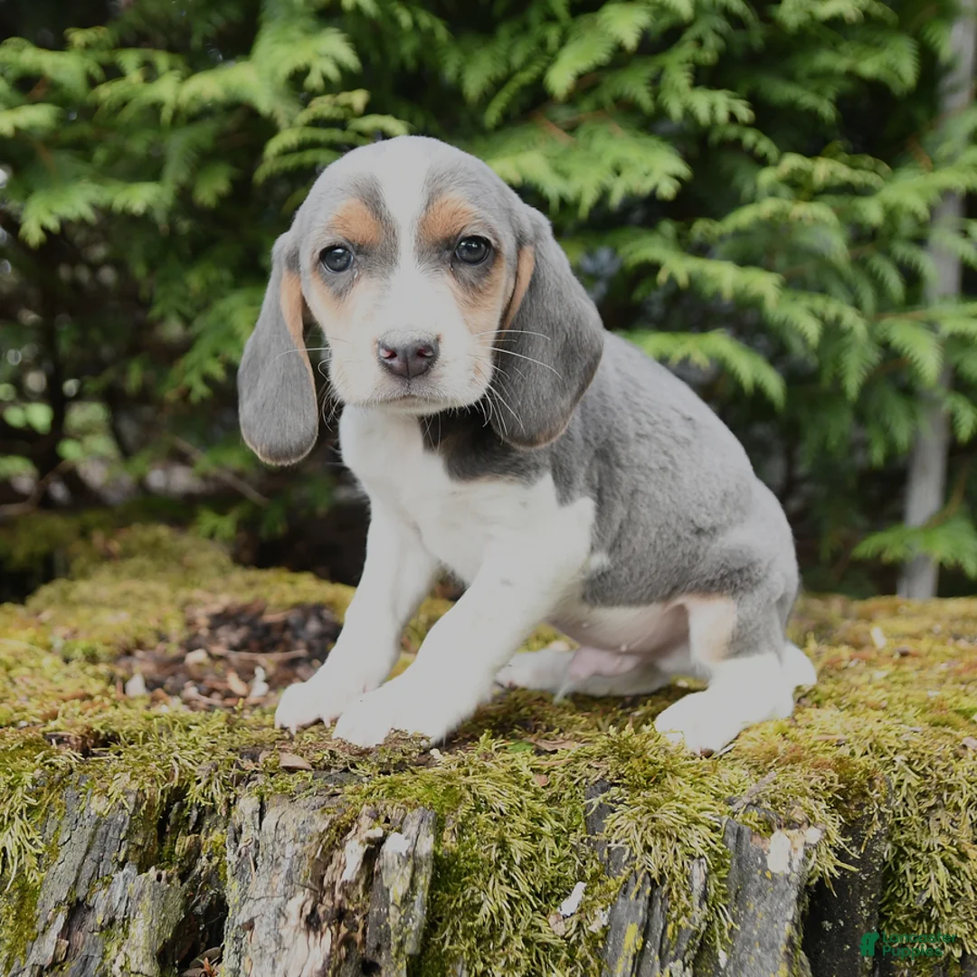 Beagle dogs for sale: Gunner - Ad 1