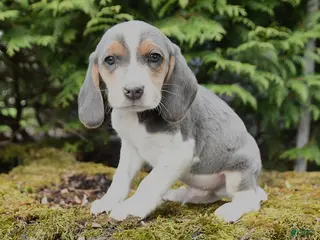 Beagle dogs for sale: Gunner - Ad 3
