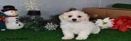 Bichpoo dogs for sale: Bingo - Ad 2