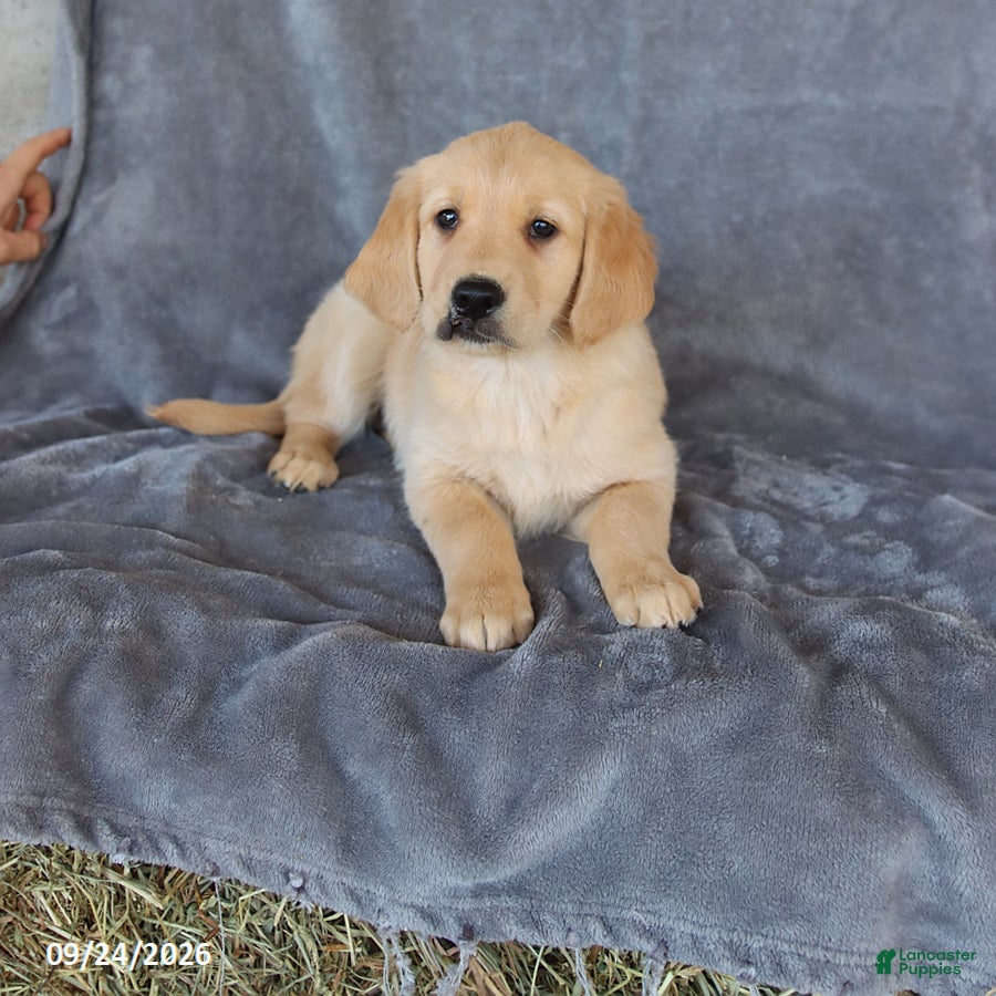 Golden Retriever dogs Misty - Ad 2
