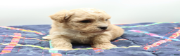 Maltipoo dogs for sale: Apricot female - Ad 5