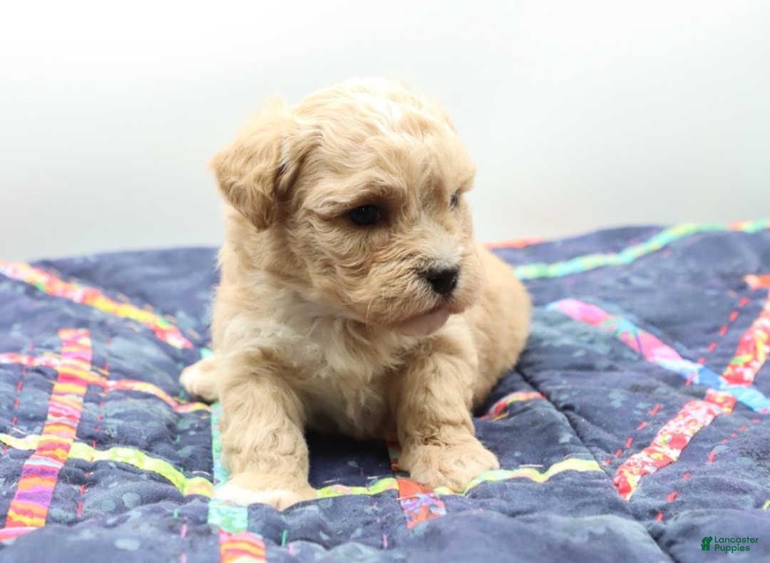 Maltipoo dogs for sale: Apricot female - Ad 5
