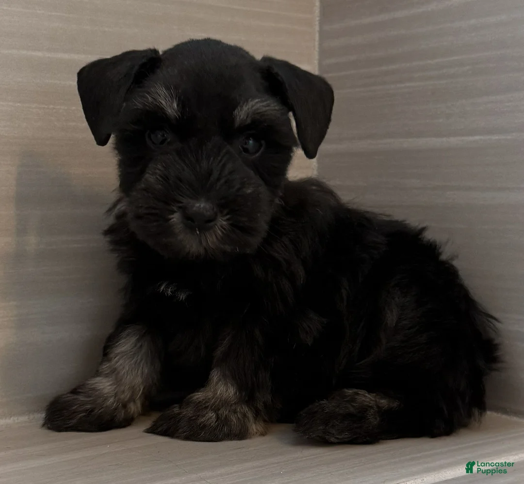 Miniature Schnauzer dogs for sale: Bo Peep - Ad 1