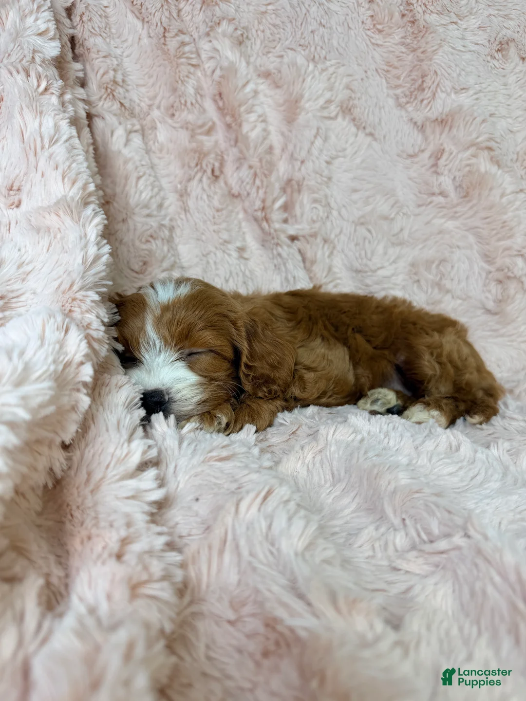 Cavapoo dogs for sale: Nova  - Ad 6