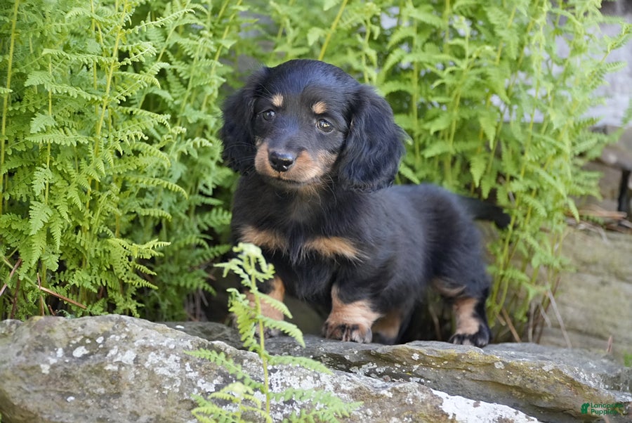 Miniature Dachshund dogs Molly - Ad 2